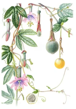 Arboles Y Plantas*Contrapunto Plantas y árboles de los bosques de Chile