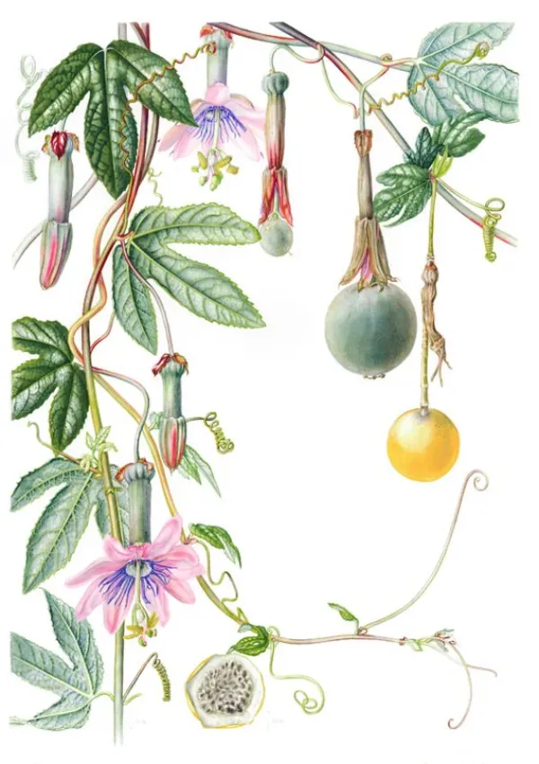 Arboles Y Plantas*Contrapunto Plantas y árboles de los bosques de Chile
