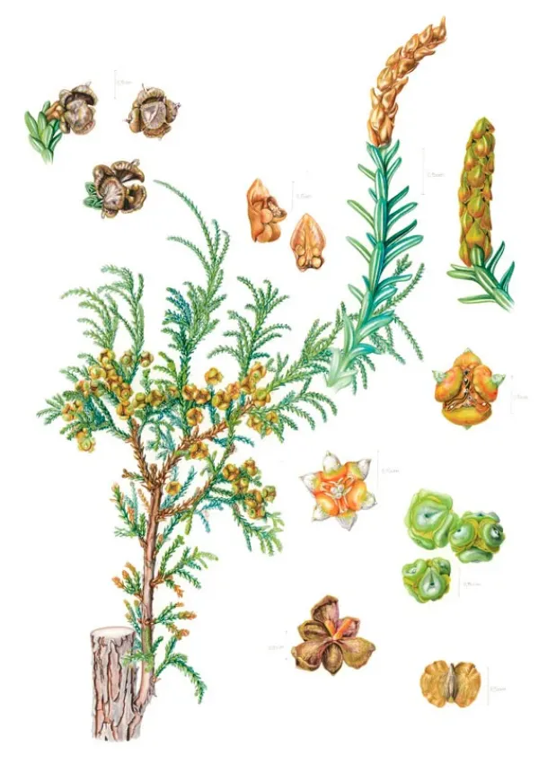 Arboles Y Plantas*Contrapunto Plantas y árboles de los bosques de Chile
