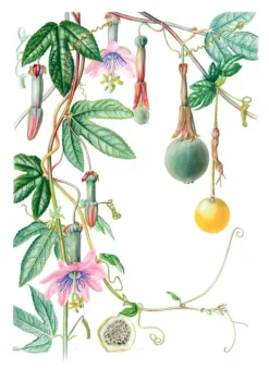Arboles Y Plantas*Contrapunto Plantas y árboles de los bosques de Chile