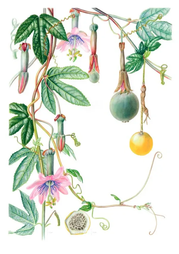 Arboles Y Plantas*Contrapunto Plantas y árboles de los bosques de Chile