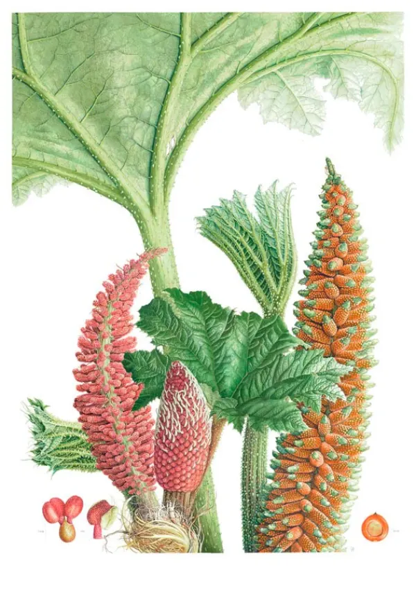 Arboles Y Plantas*Contrapunto Plantas y árboles de los bosques de Chile