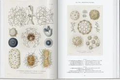 Arte*Taschen The Art and Science of Ernst Haeckel. 40th Ed.