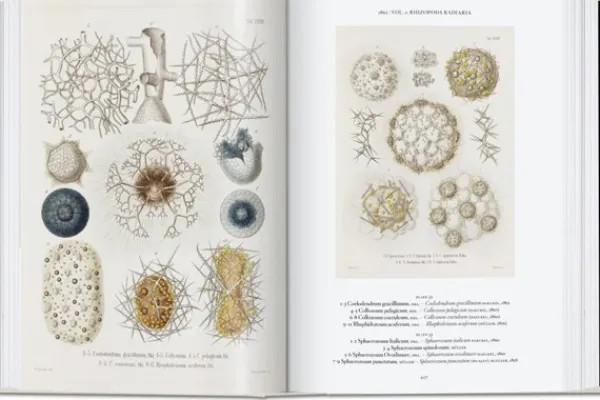 Arte*Taschen The Art and Science of Ernst Haeckel. 40th Ed.