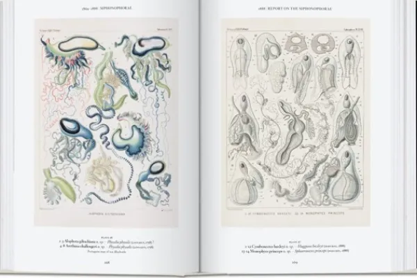 Arte*Taschen The Art and Science of Ernst Haeckel. 40th Ed.