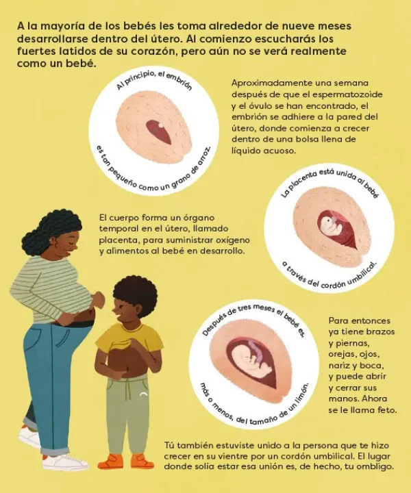 Cuerpo Y Mente*Contrapunto ¿Cómo se hacen los bebés?