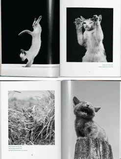 Fotografía*Taschen Walter Chandoha. Cats. Photographs 1942-2018